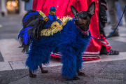 Venedig Karneval