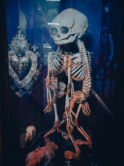 Viktor-Wynd-Museum-IMG_20240526_131326